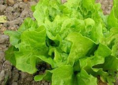 防控病蟲(chóng)害不一定非得噴灑農(nóng)藥，還可以？